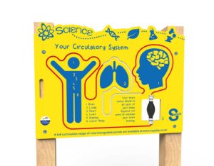 an image of a Switch - Circulatory System