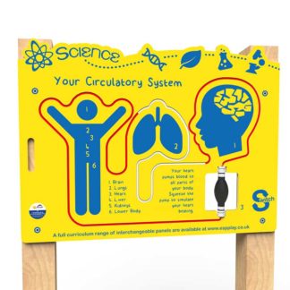 an image of a Switch - Circulatory System